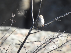 Passer hispaniolensis