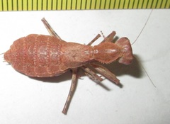 Ligaria