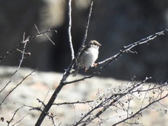Passer hispaniolensis