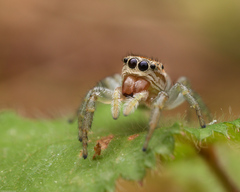 Icius hamatus