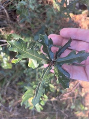 Quercus minima