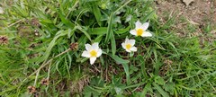 Ranunculus kuepferi
