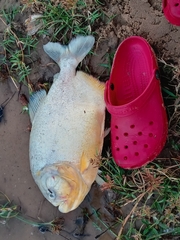 Pygocentrus nattereri