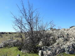 Pyrus bourgaeana
