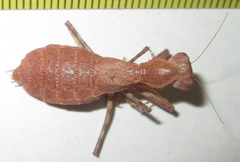 Ligaria