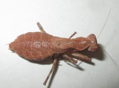Ligaria