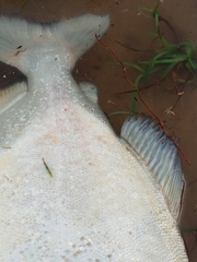 Pygocentrus nattereri