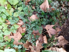 Chaerophyllum temulum