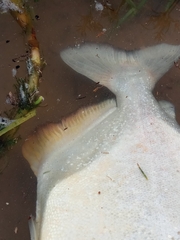 Pygocentrus nattereri