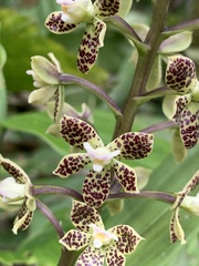 Prosthechea