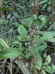 Prosthechea