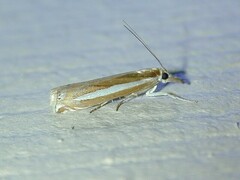 Crambus praefectellus