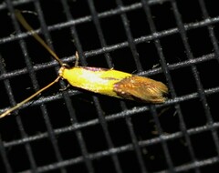 Opogona protodoxa