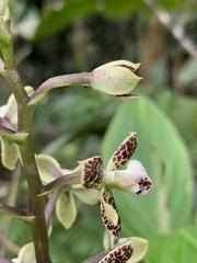 Prosthechea