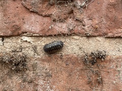 Armadillidium depressum