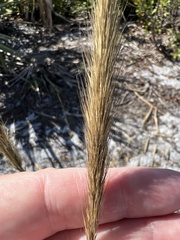 Aristida spiciformis