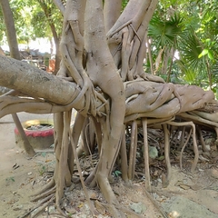 Ficus maxima