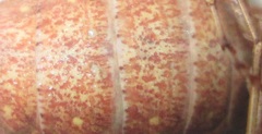 Ligaria