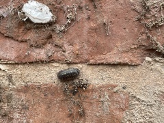 Armadillidium depressum