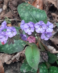 Pulmonaria officinalis