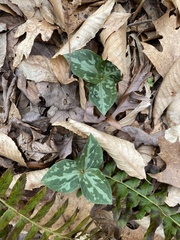 Trillium cuneatum