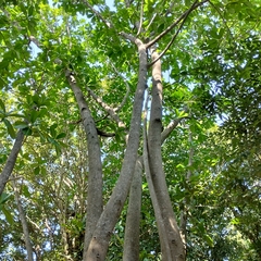 Ficus maxima