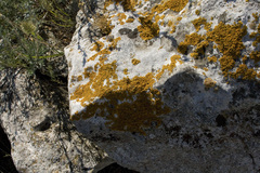 Xanthoria calcicola