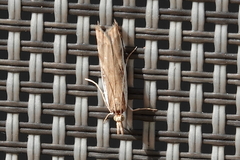 Orocrambus flexuosellus