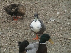 Anas platyrhynchos domesticus