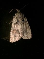 Acronicta ovata