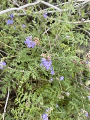 Phacelia