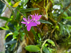 Epidendrum centropetalum