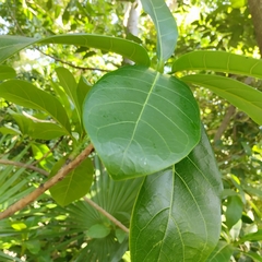 Ficus maxima