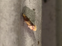 Epicallima argenticinctella