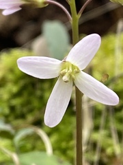Cardamine concatenata