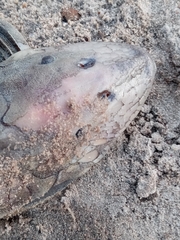 Hypostomus commersoni