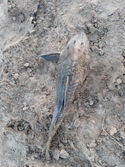 Hypostomus commersoni