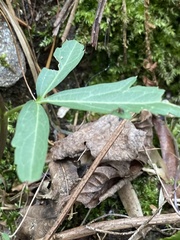 Cardamine concatenata