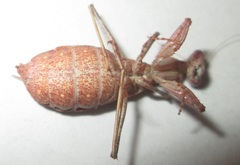 Ligaria