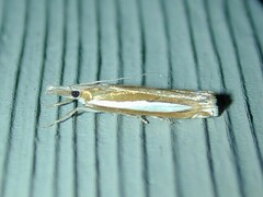 Crambus praefectellus
