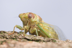 Lyristes plebejus