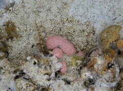 Aplidium
