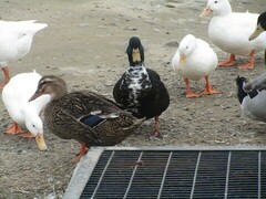 Anas platyrhynchos domesticus