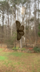 Hypomecis punctinalis