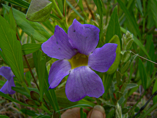 Thunbergia oblongifolia image