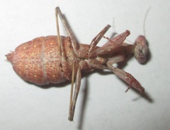 Ligaria