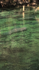 Trichechus manatus