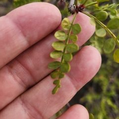 Bursera exequielii