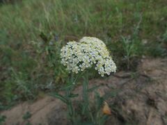 Achillea setacea