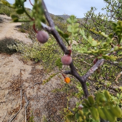 Bursera exequielii